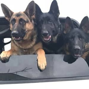 Meet your Posher, Dawn